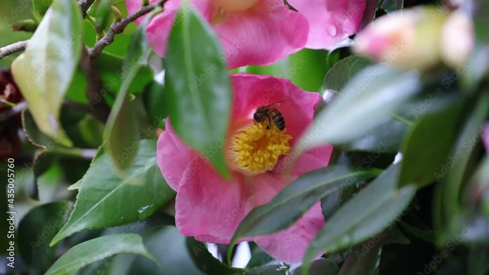 Slow motion macro video of a Bees hovering over Pink flower collecting pollen Slow motion macro video of a Bees hovering over Pink flower collecting pollen