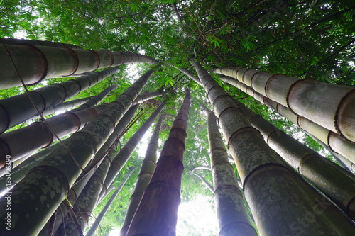 bamboo forest