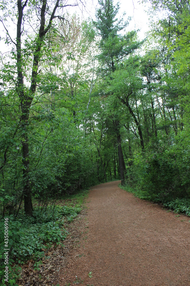 Fototapeta premium footpath in the woods