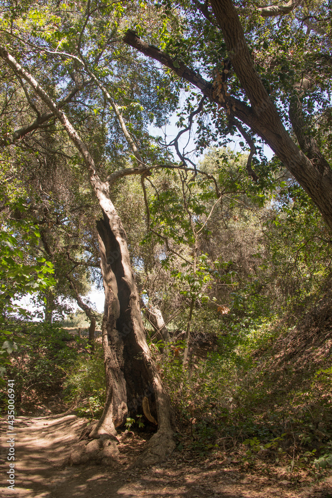 Hollow Tree