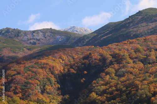 山肌に広がる立体的な紅葉の向こうに雪化粧した知床連山が見える