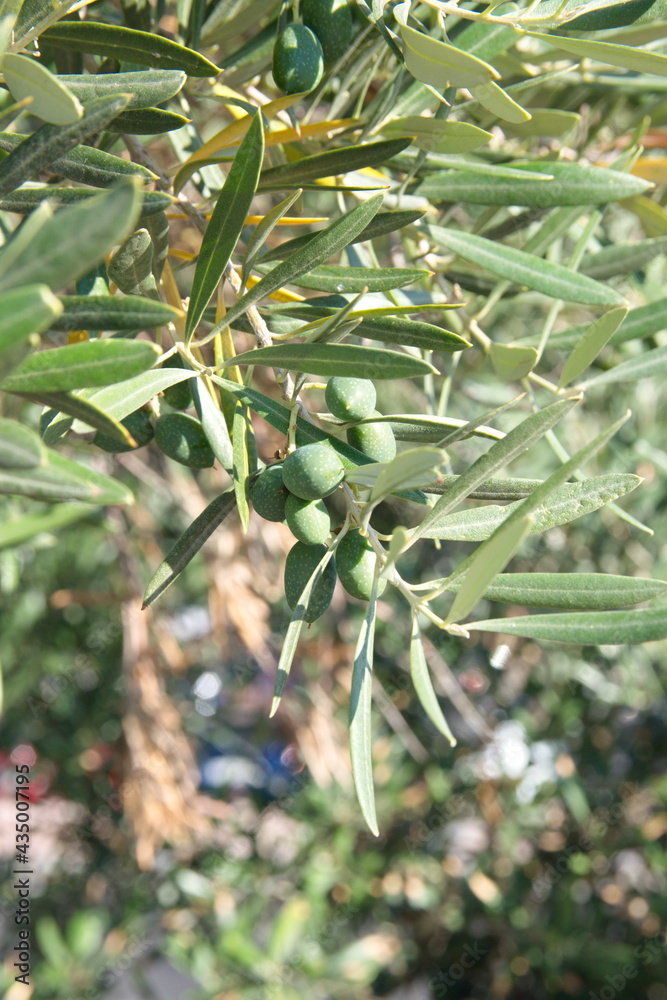 Branch of olive with fruits, mediterranean olive tree, Olea europeana sylvestris Branch of olive with fruits, mediterranean olive tree, Olea europeana sylvestris