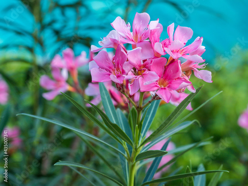 Pink flower leaf background 003