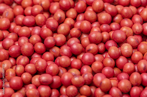 Closeup of treated soybean seed. Soybean seed treatment for insect, fungus control and disease management concept