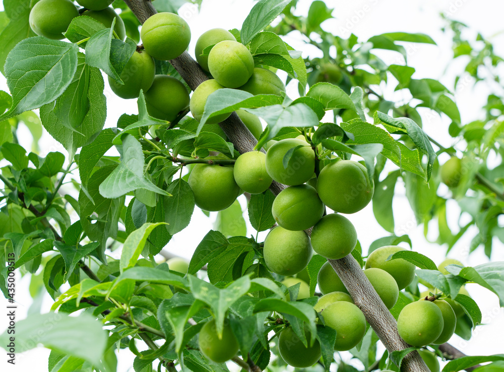 Japanese apricot fruit on a tree.
