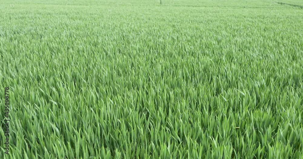 Aerial top view, wind blowing across natural wild fountain Grass field, or fresh green barley wheat field in spring or summer season. Aerial top view, wind blowing across natural wild fountain Grass field, or fresh green barley wheat field in spring or summer season.