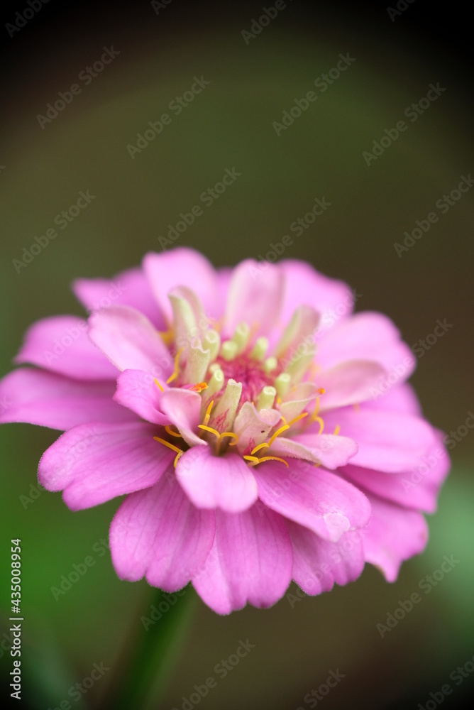 Close up of Zinnia flower in the home garden. Close up of Zinnia flower in the home garden.