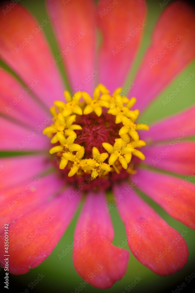 Close up of Zinnia flower in the home garden. Close up of Zinnia flower in the home garden.