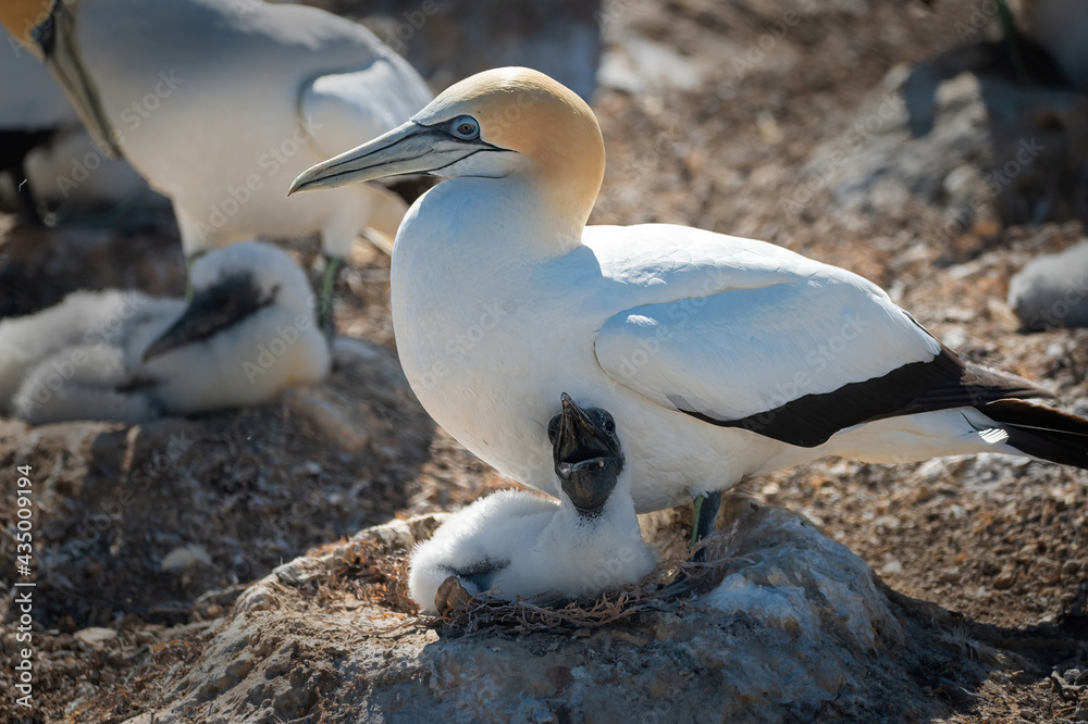 Gannets and chicks at Cape Kidnappers, New Zealand Gannets and chicks at Cape Kidnappers, New Zealand
