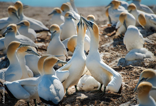 Gannet pairs dancing at Cape Kidnappers, New Zealand