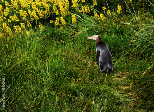 Endangered Yellow Eyed Penguin, New Zealand photo