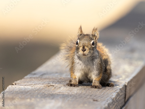 American red squirrel in Alaska photo