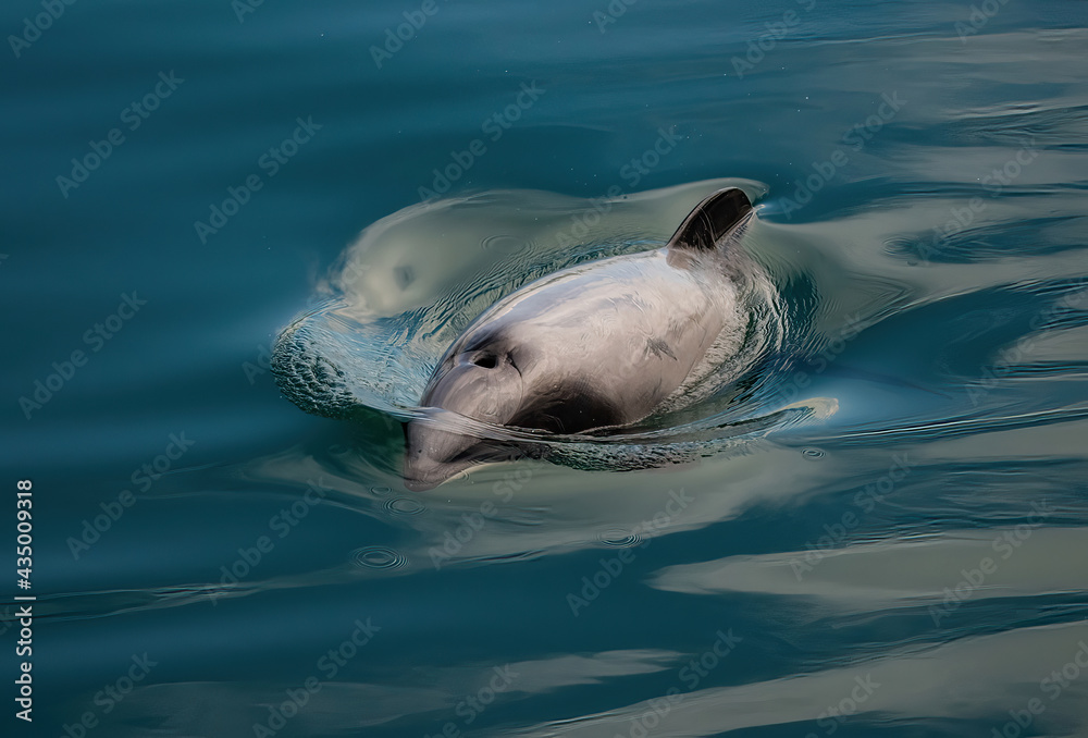 Fototapeta premium Endangered New Zealand Dolphins