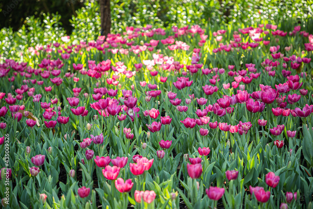 Colorful tulip flower in the garden at sunny summer or spring day