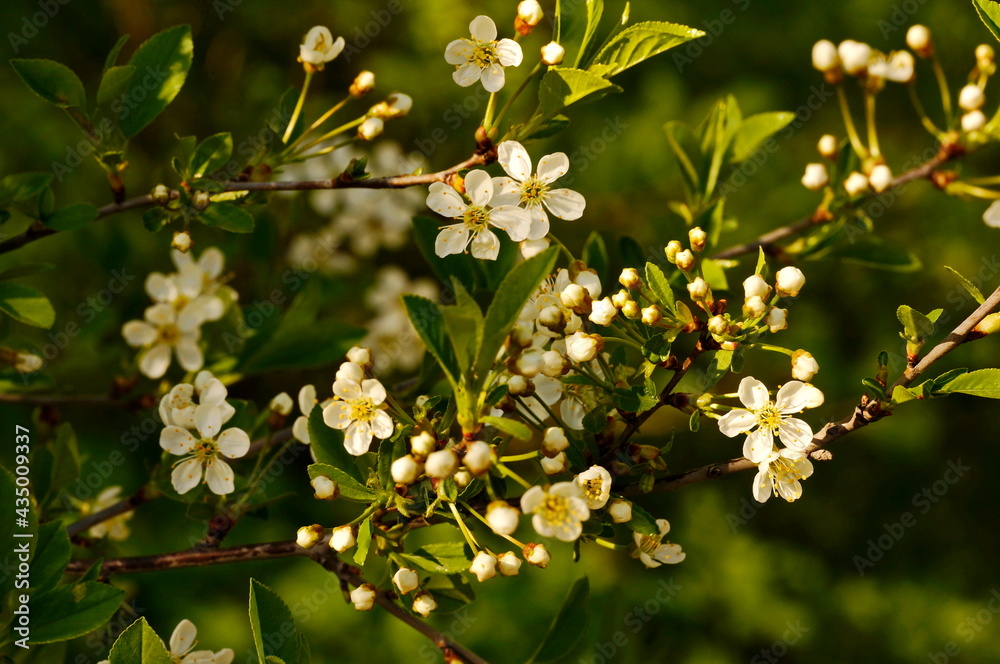 Spring. White cherry flowers.
Green blurred background. Spring. White cherry flowers.
Green blurred background.