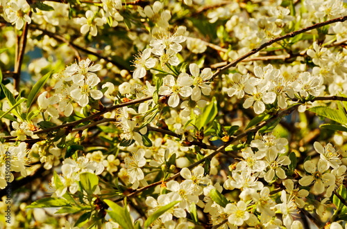 Floral background.
White cherry flowers. photo