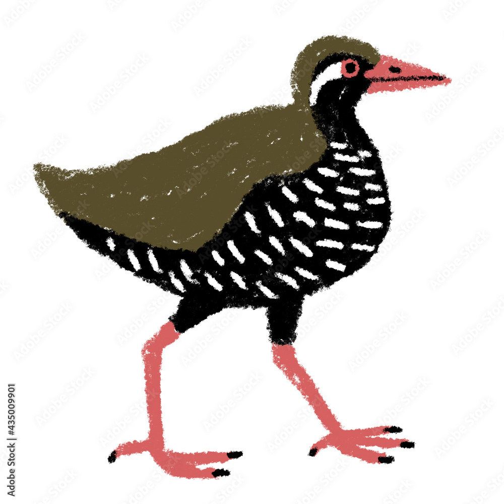 ヤンバルクイナ 鳥 沖縄 動物 イラスト 素材 クレパス Stock Illustration Adobe Stock