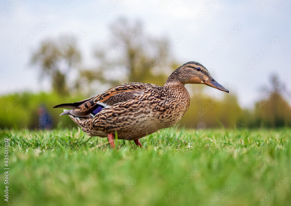Female of mallard duck on the lawn. Close-up. Portrait of bird. Female of mallard duck on the lawn. Close-up. Portrait of bird.