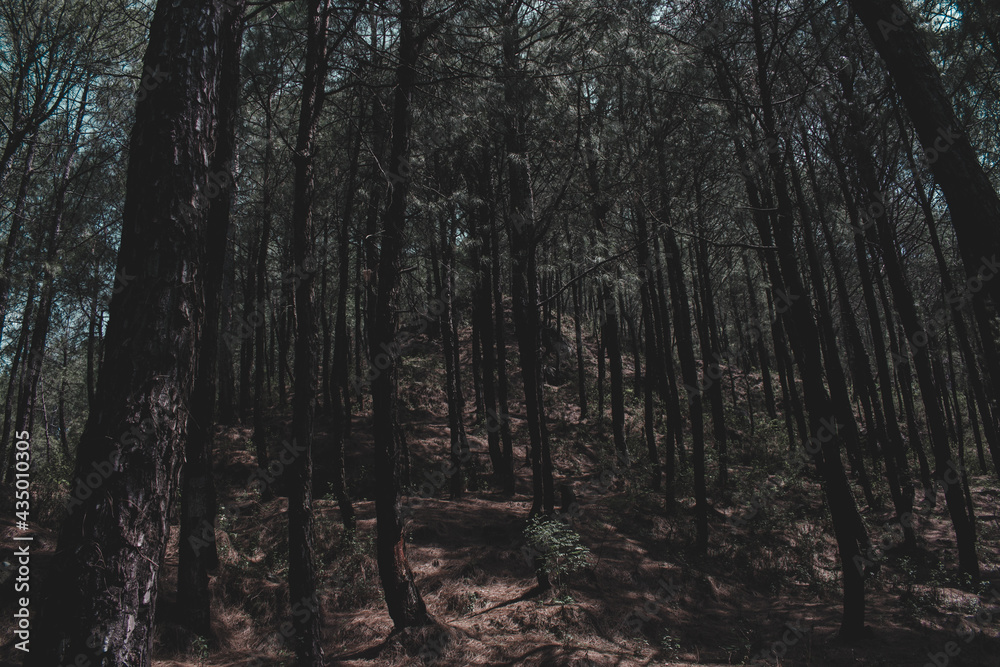 Fototapeta premium deep black pine trees forest giving horror feel