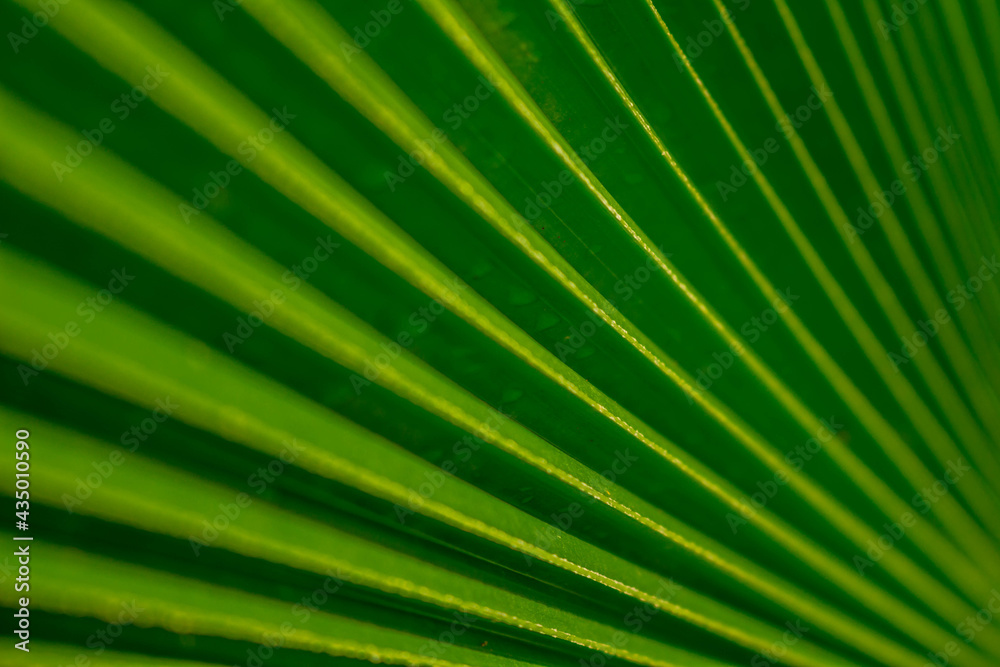 Abstract line patterns formed by a palm leaf. Background for designers.