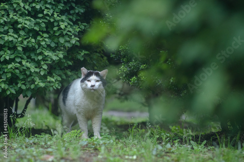 樹の下の黒白猫