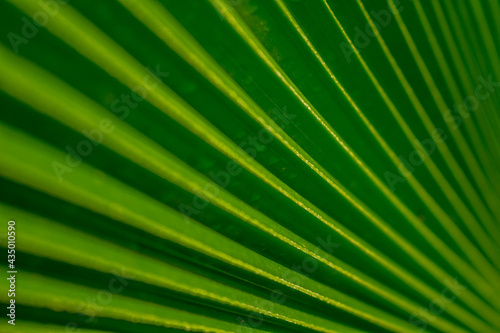 Abstract line patterns formed by a palm leaf. Background for designers. © Horacio Selva