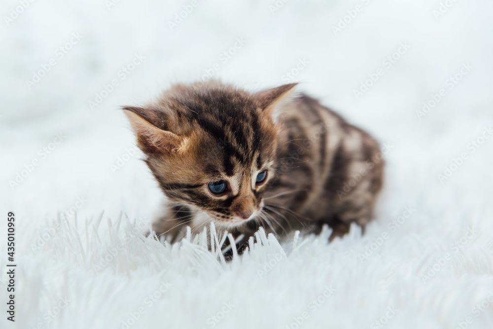 Cute dark grey charcoal bengal kitten on a furry white blanket.