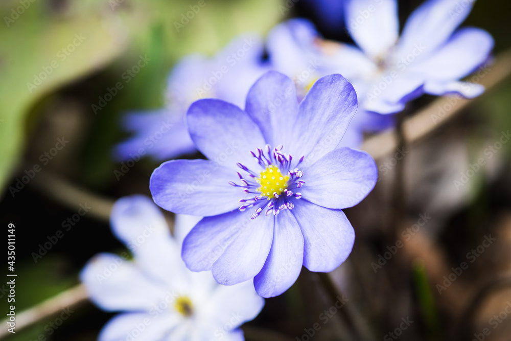 Hepatica nobilis blossoming in the garden. Selective focus. Hepatica nobilis blossoming in the garden. Selective focus.