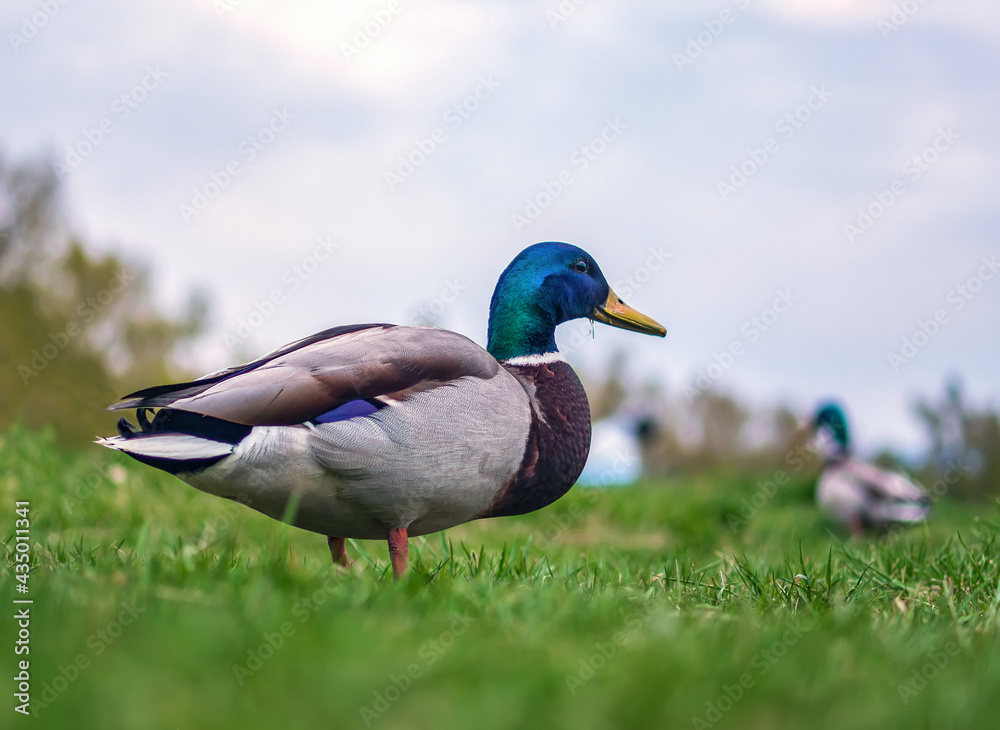 Fototapeta premium Male of mallard duck on the lawn. Close-up. Portrait of bird.