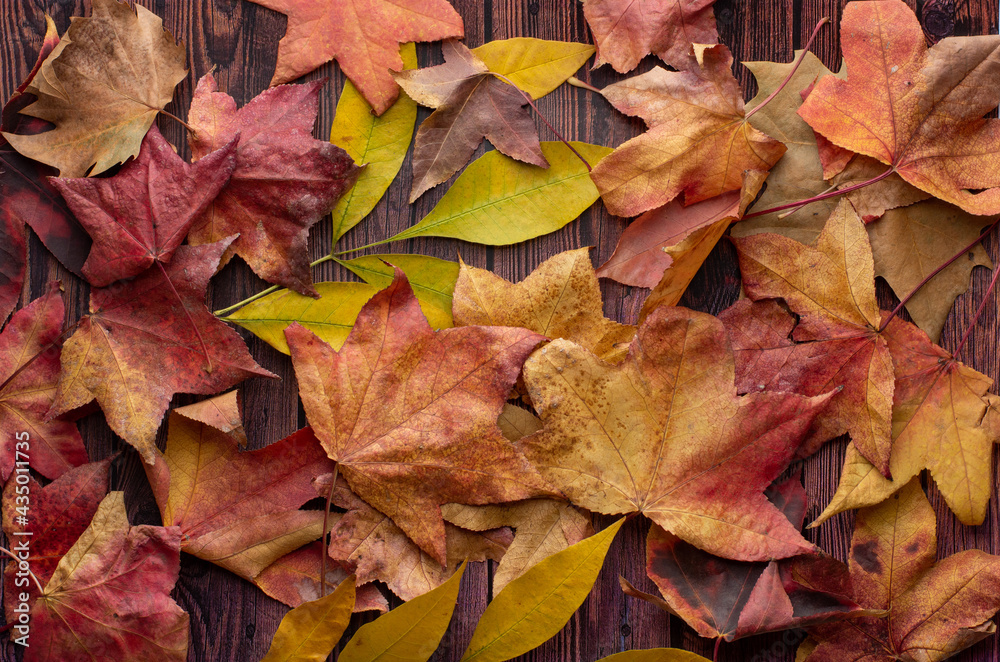 autumn leaves background autumn leaves background
