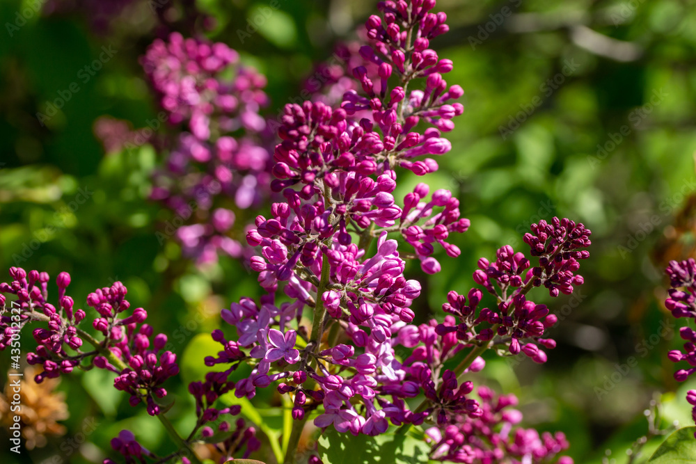 Close up texture view of beautiful budding Persian lilac (syringa persica) flower blossom clusters blooming in full sunlight with defocused background Close up texture view of beautiful budding Persian lilac (syringa persica) flower blossom clusters blooming in full sunlight with defocused background