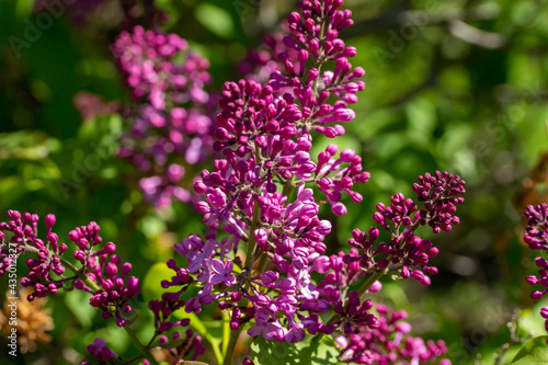 Close up texture view of beautiful budding Persian lilac (syringa persica) flower blossom clusters blooming in full sunlight with defocused background