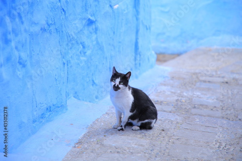 morocco cat ©  うみ