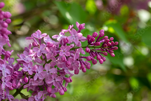 Close up texture view of beautiful fragrant Persian lilac (syringa persica) flower blossom clusters blooming in full sunlight with defocused background