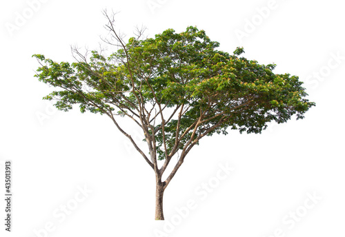 tree isolated on white background