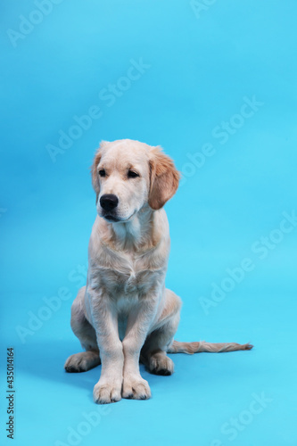 Fototapeta Naklejka Na Ścianę i Meble -  Cute Retriever puppy s sitting on a blue background and looks away. Vertical card with copy space. High quality photo