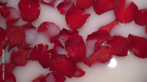 Close up of red rose petals in white foam bath. Valentine day celebration idea.