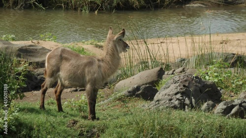 Waterbuck on Riverbed in Nature Landscape in South Africa