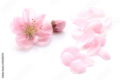 桃の花 花びら 春 白 背景