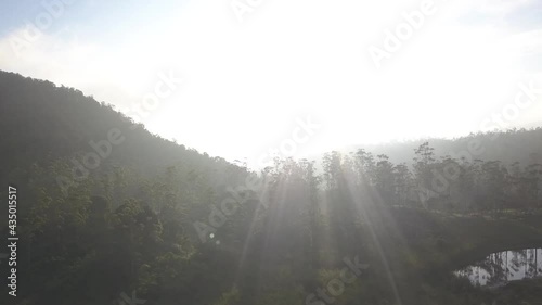 Panocamic View Above Thick Forest With Trees On the morning