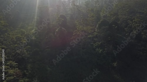Panocamic View Above Thick Forest With Trees On the morning