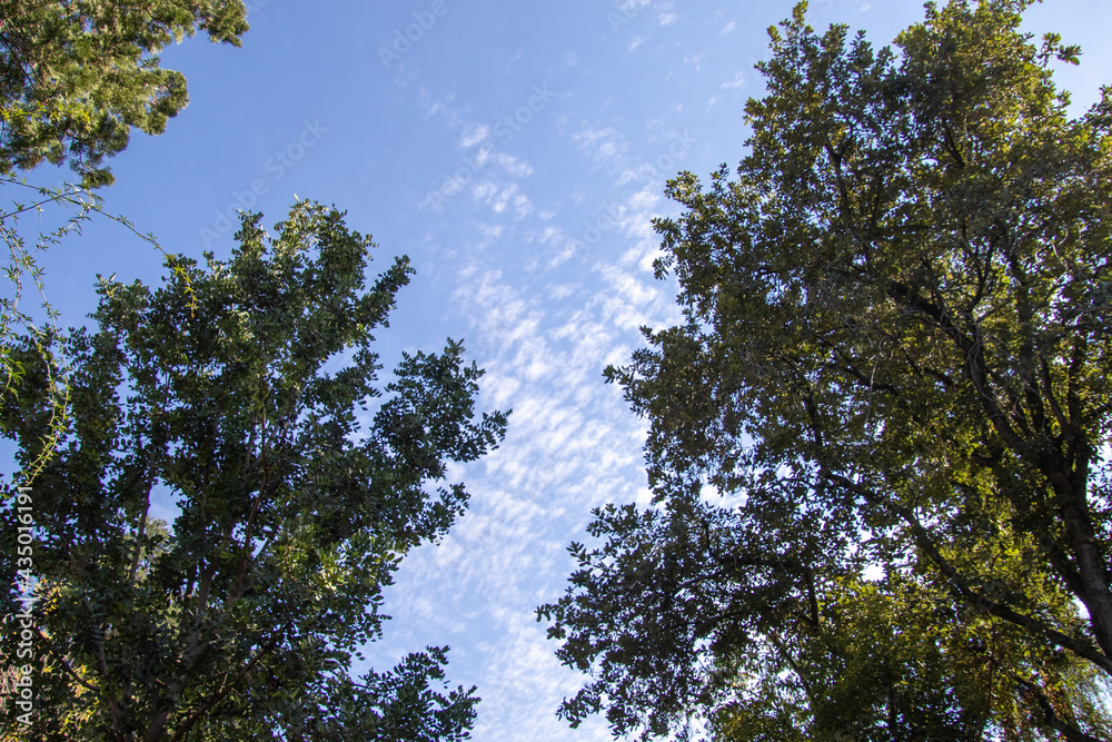 Blue sky with clouds seen through a canopy of green trees Blue sky with clouds seen through a canopy of green trees
