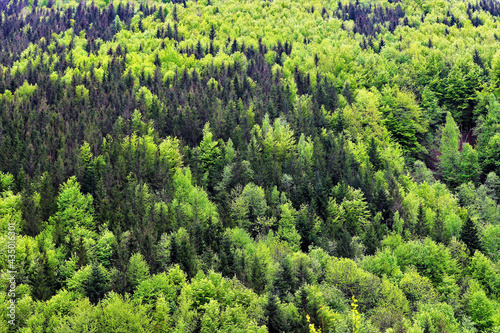 landscape with deciduous and coniferous forest