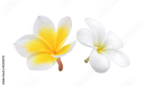 frangipani flower white background