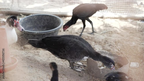 Black ducks eat food. Duck farmers In Thailand. (S Cinetone like.)