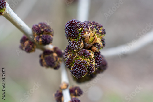 Ash tree in spring buds