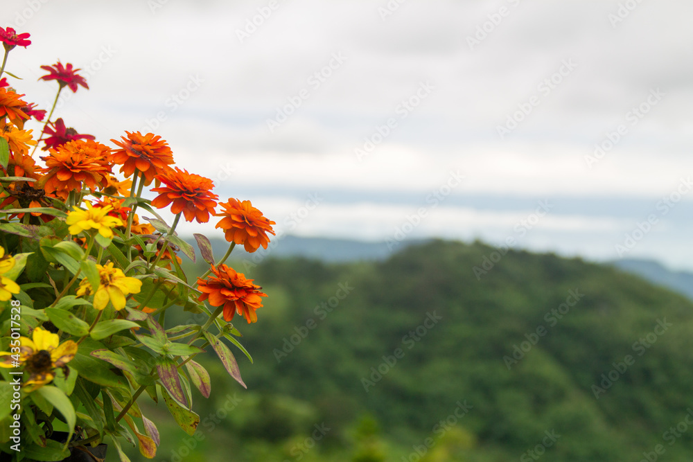Orange, red and white flowers have a green mountain background. Clouds in the sky