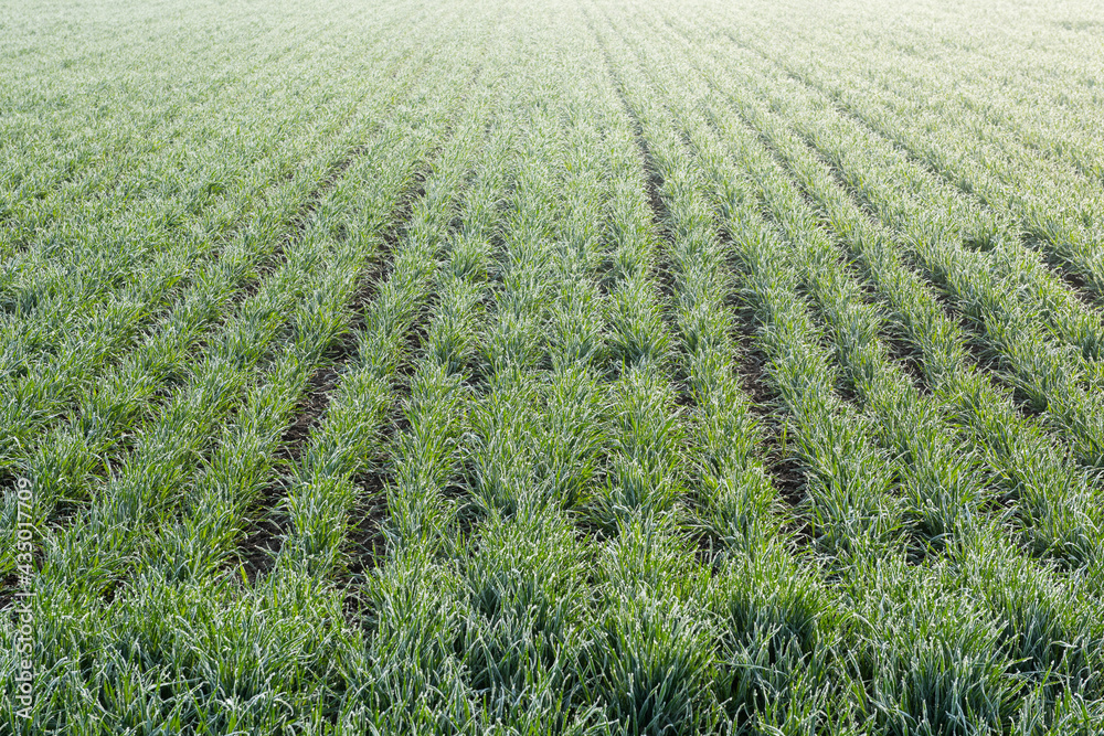 Winter crops.germinated wheat grain in agricultural fields covered with frost. Winter crops.germinated wheat grain in agricultural fields covered with frost.