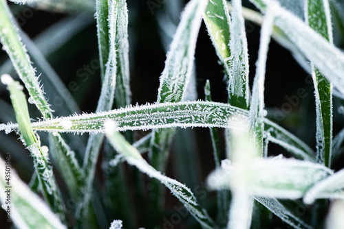 Ice crystals on green grass close up. Nature background. photo