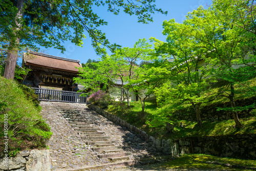 京都 毘沙門堂門跡の新緑